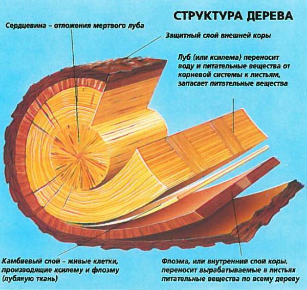 Производство бумаги - технология из древесины, оборудование, предприятия в России